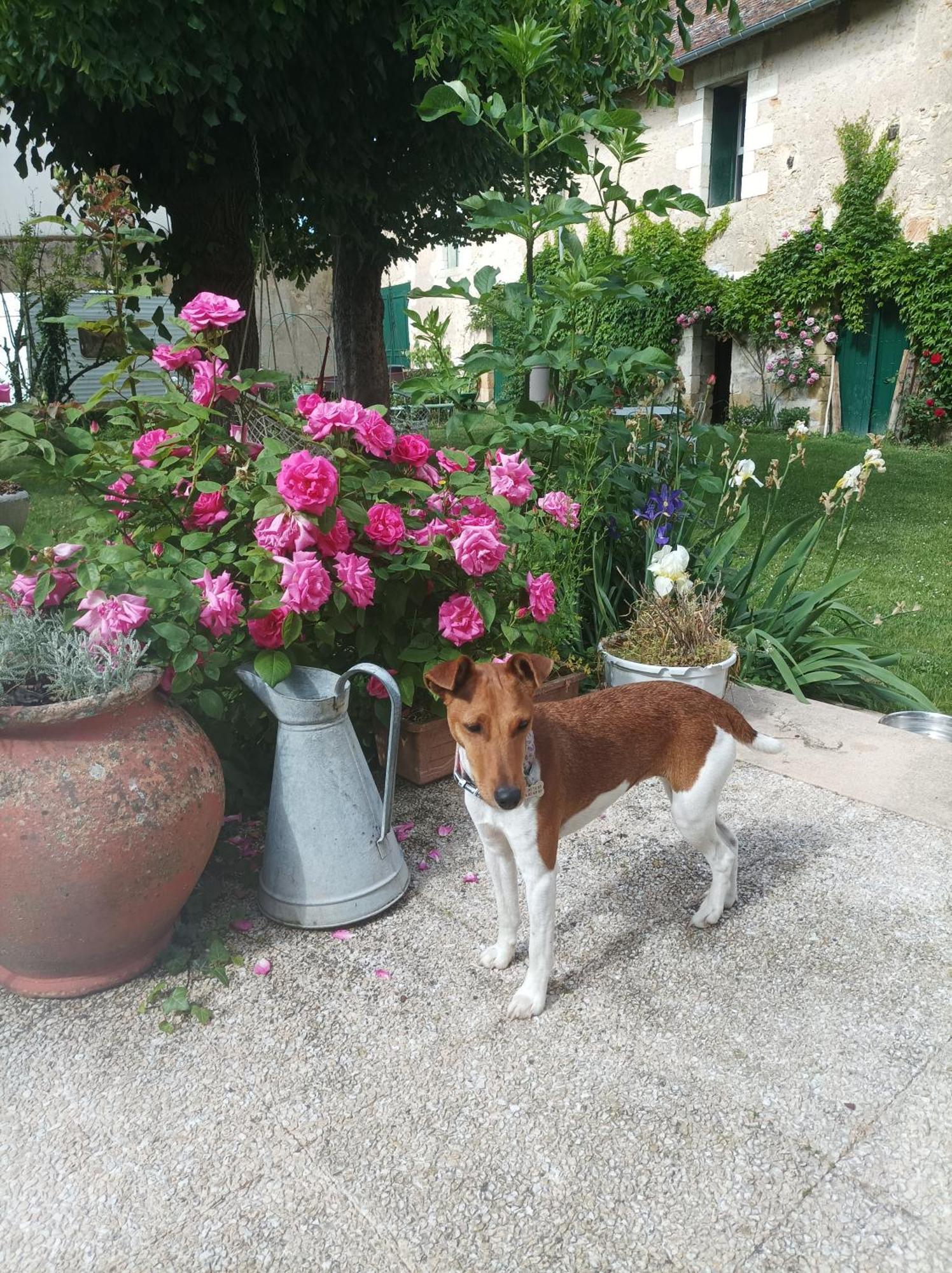 Le Relais Des Roses- Chambres D'Hotes Vatan Exterior foto